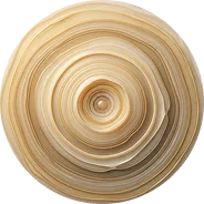 Close-up of a wooden shell with concentric circles